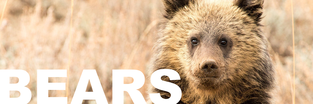 GRIZZLY BEAR