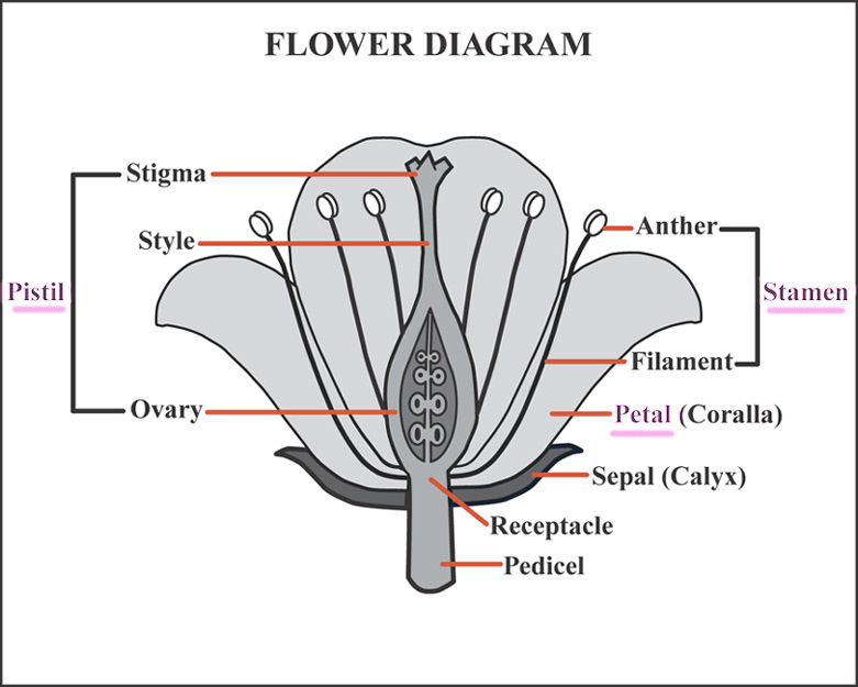 flower diagram