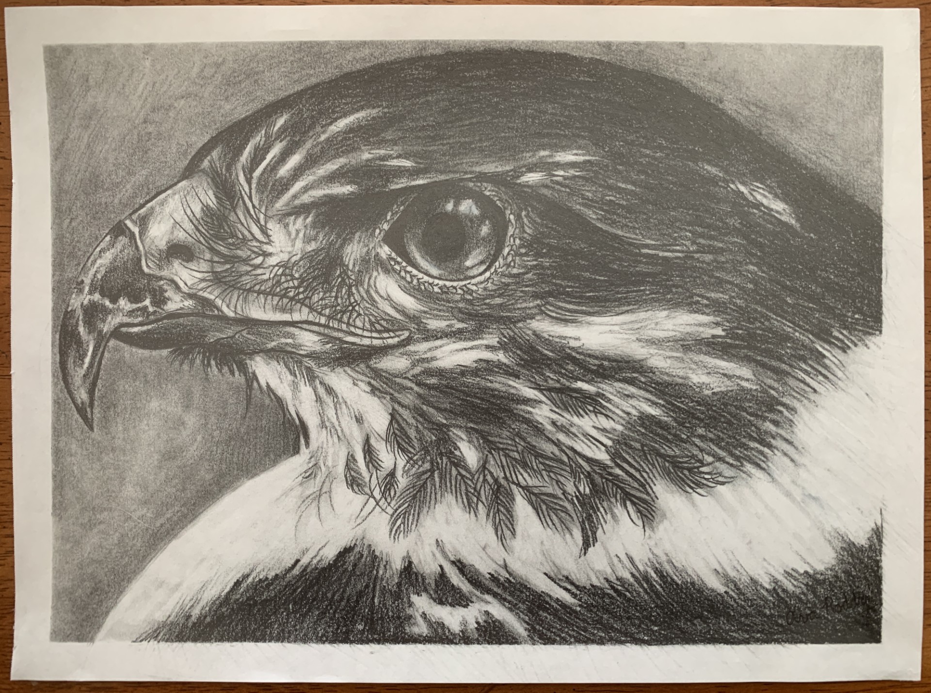 bird