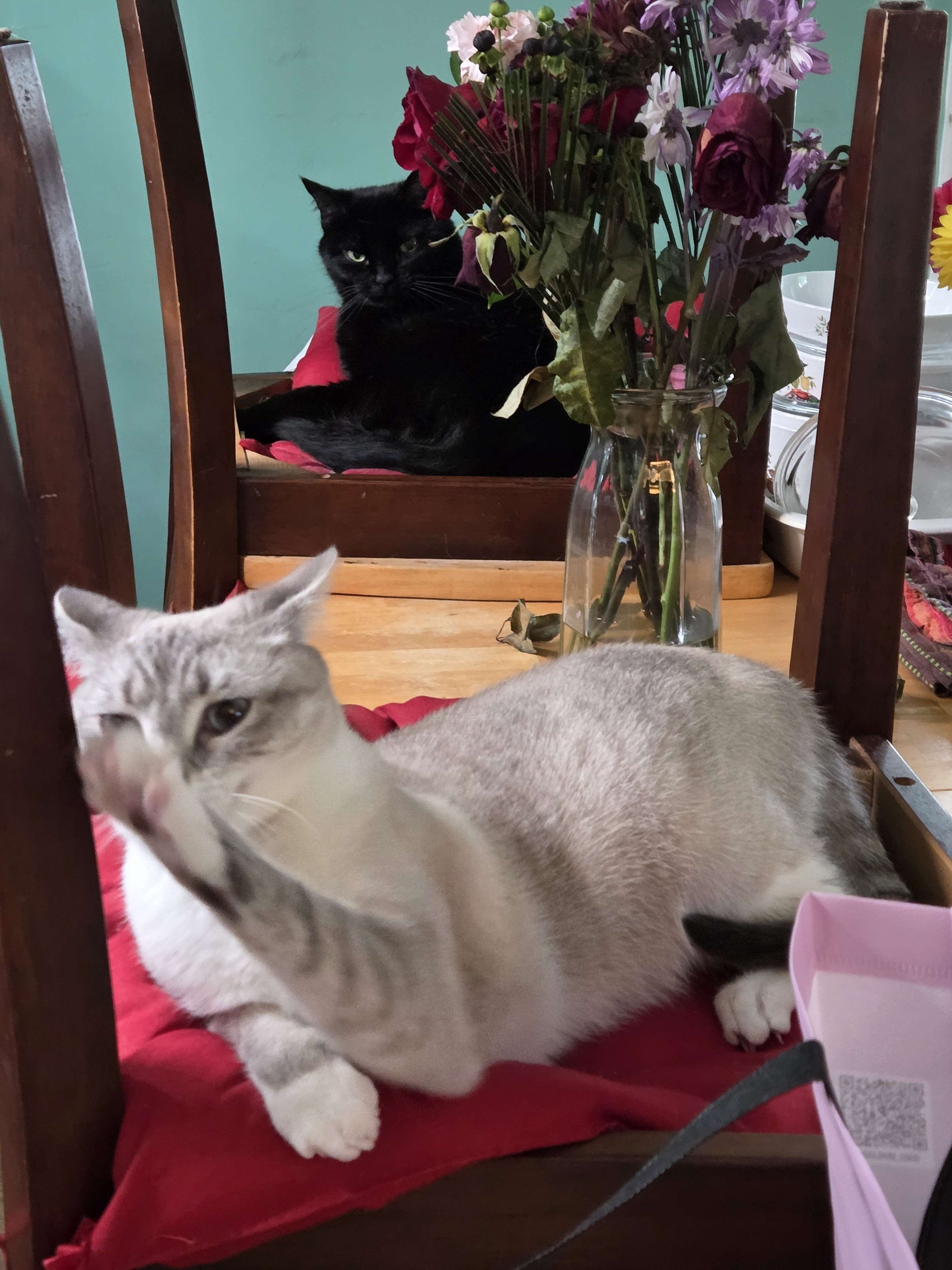 Jiji and Wisp