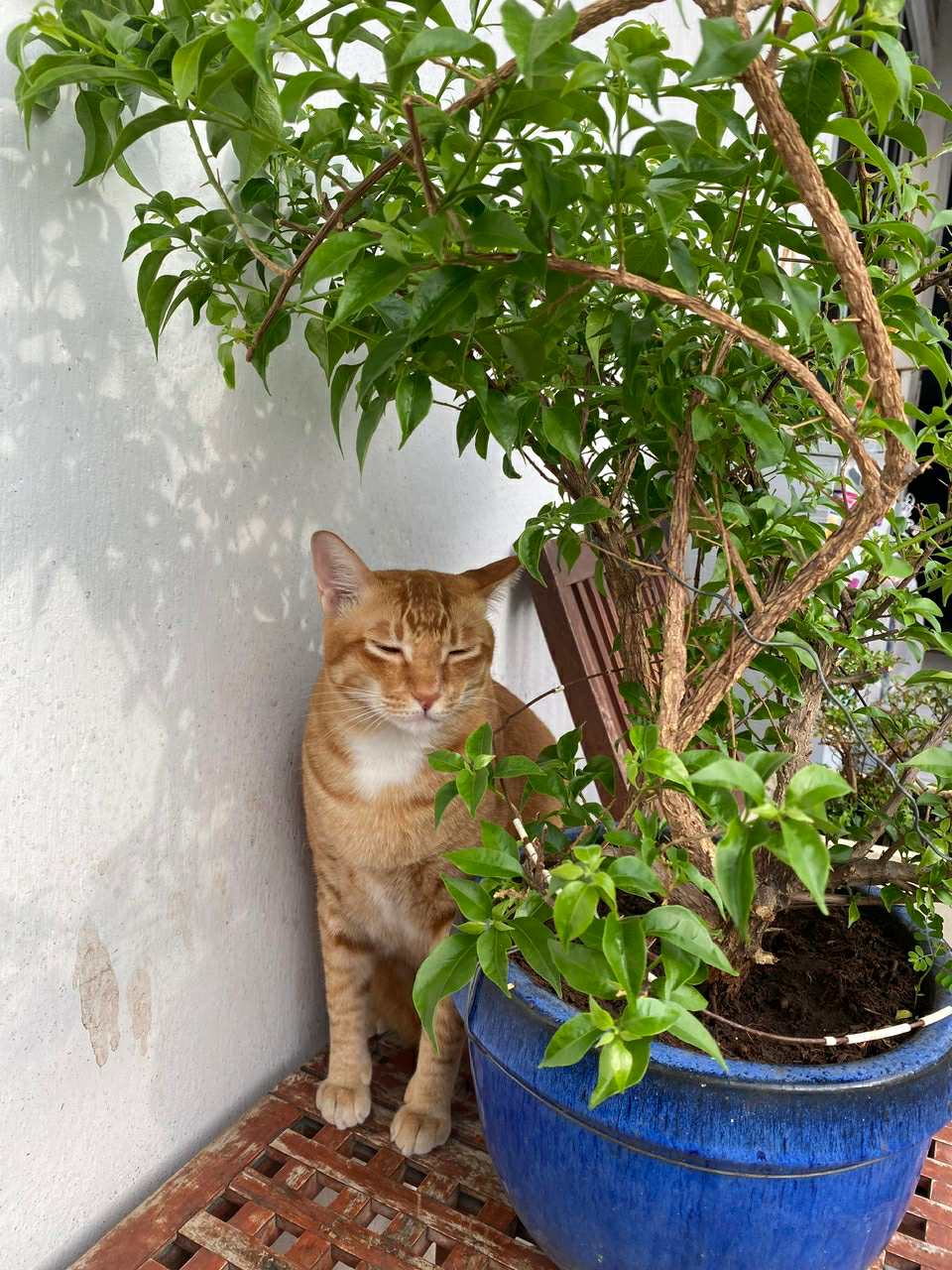 cat1