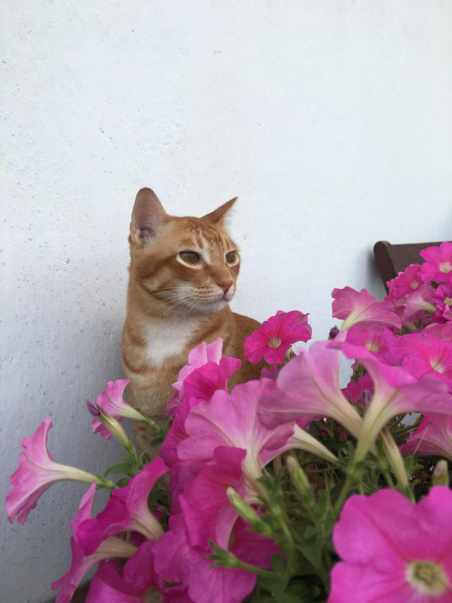 cat2