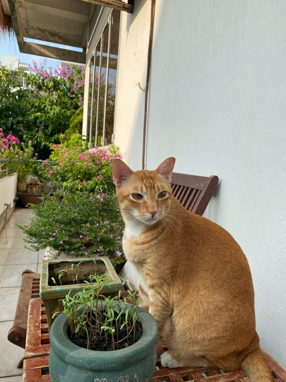 cat2