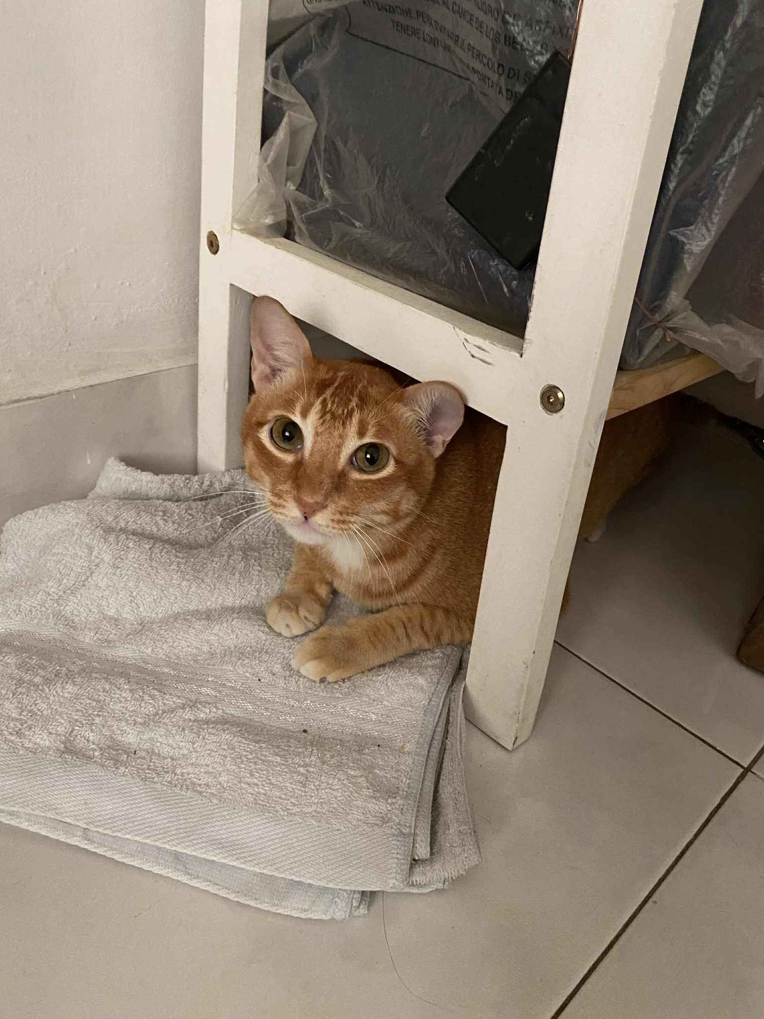cat2