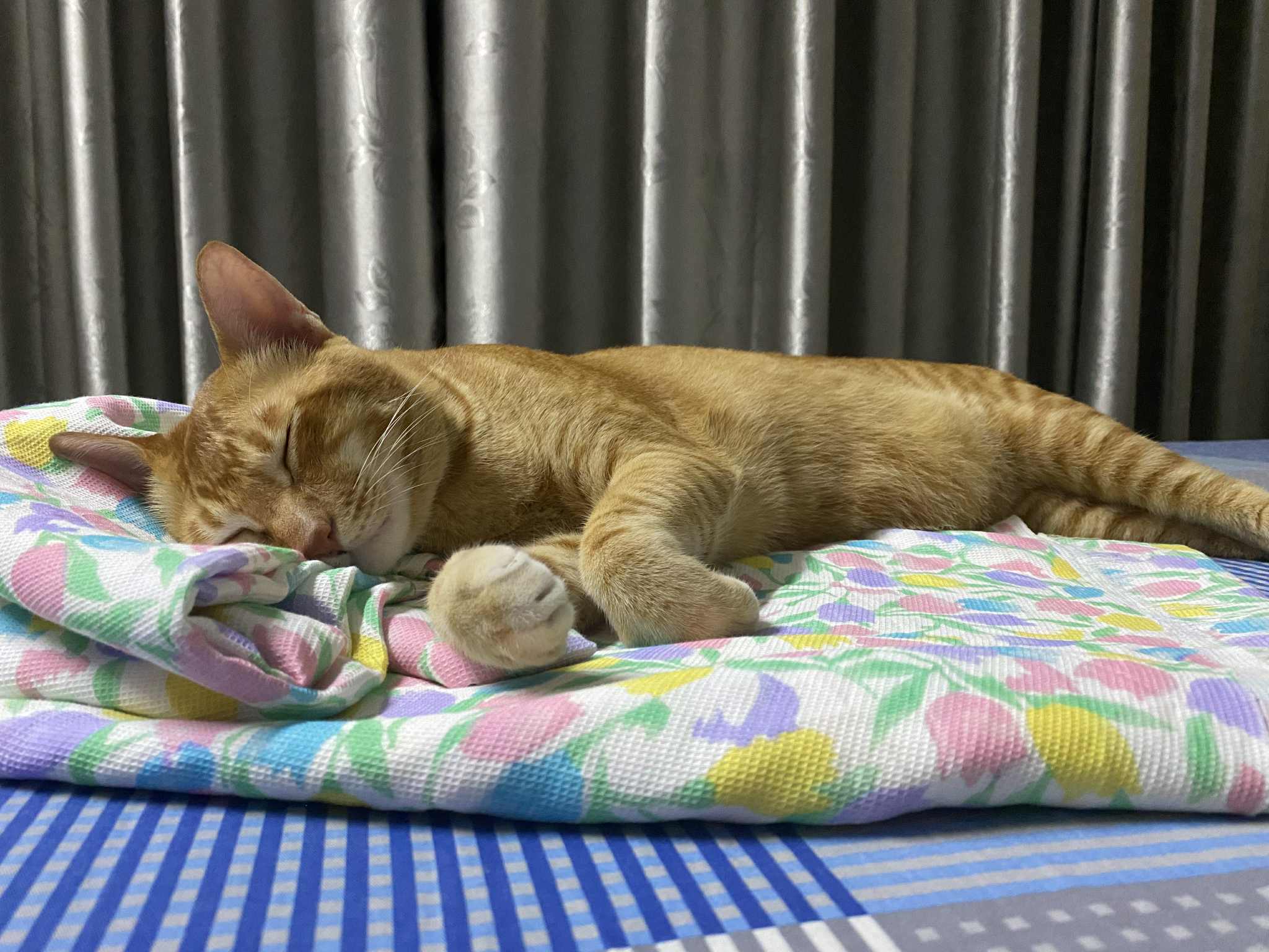 cat2