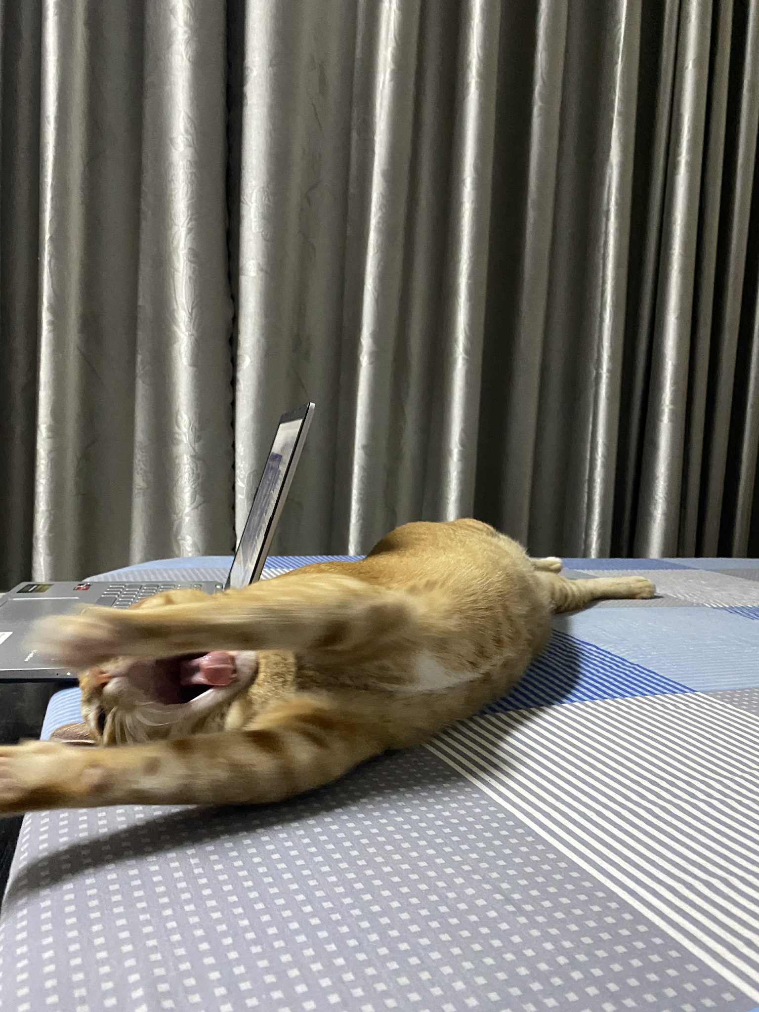 cat2