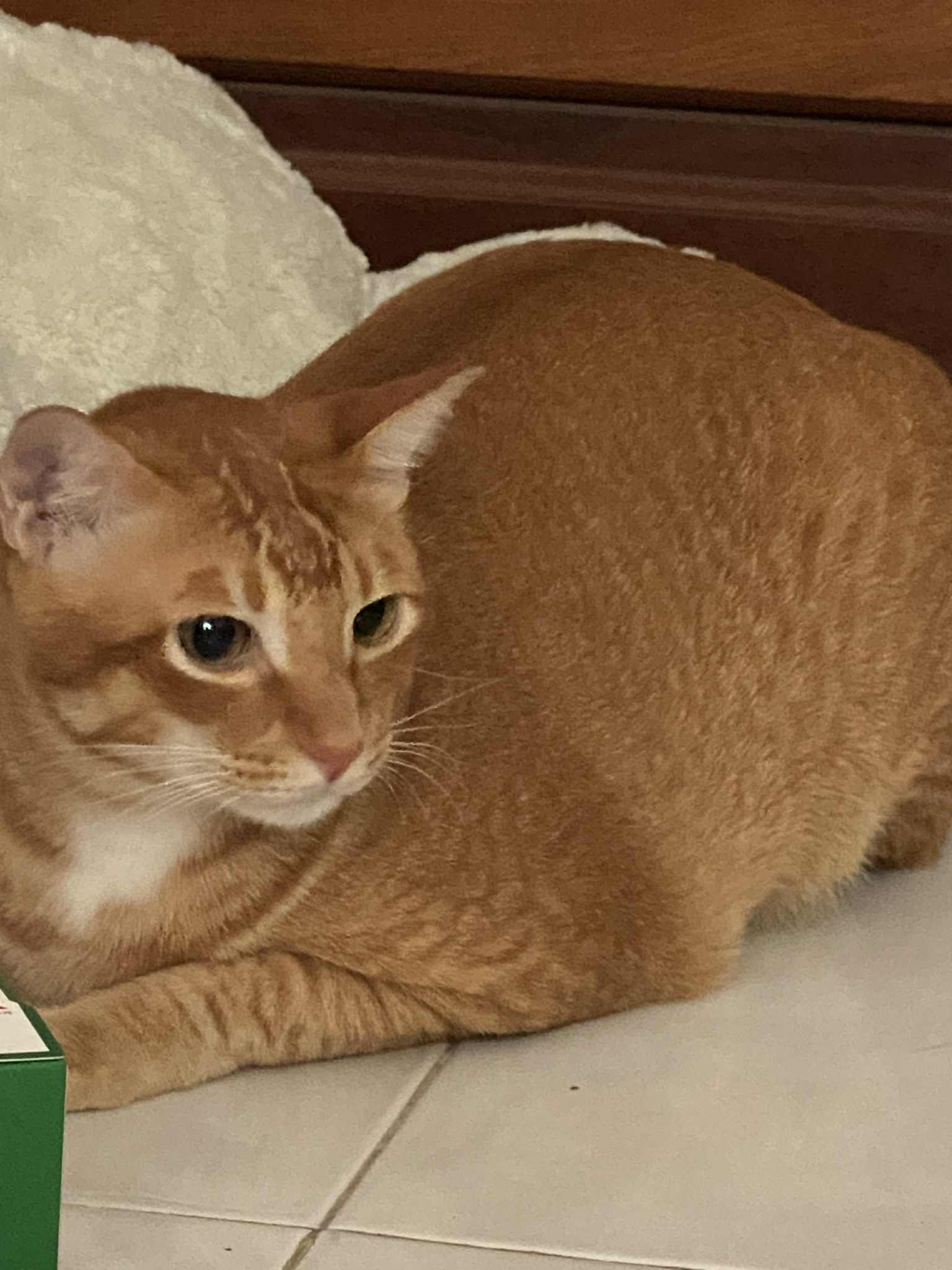 cat2