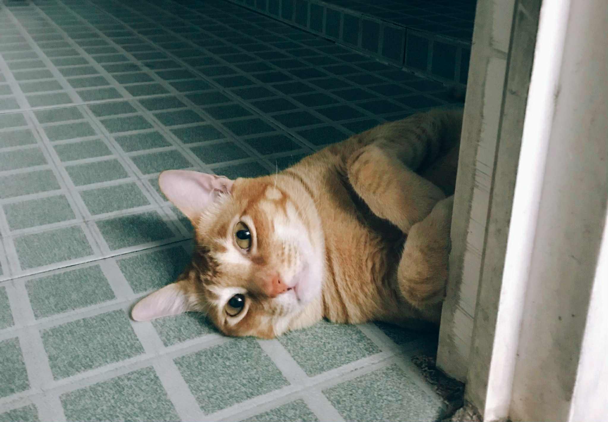 cat2